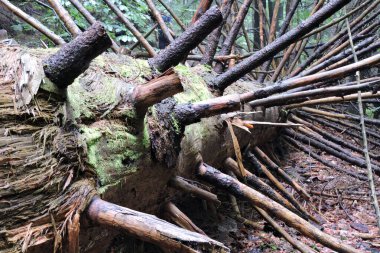 Kesilmiş ve çürüyen bir ağaç gövdesi, ana dalları, kısmen yeşil yosun ile kaplı kabuk