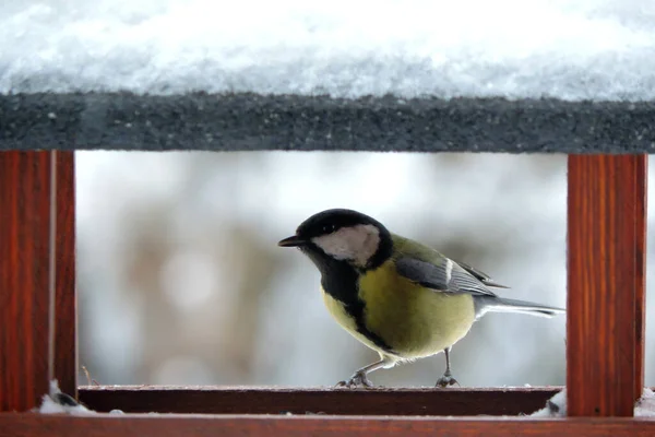Male Great Tit Sitting Wooden Bird Feeder Some Snow Roof — Fotografia de Stock