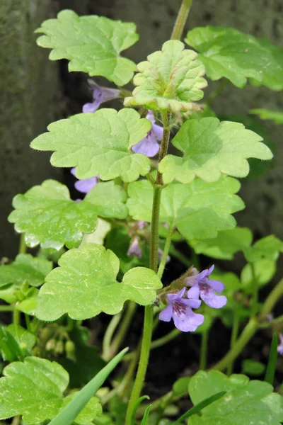 A ground ivy in bloom, green crenate leaves, violet funnel shaped flowers