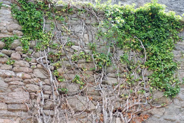 Вечнозеленый Плющ Взбирающийся Каменную Стену Старые Деревянные Кривые Стебли Солнечный — стоковое фото