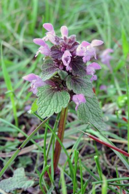 Çiçek açmış kırmızı bir ısırgan otu