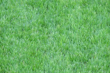 Yeni biçilmiş çimlerin yakın çekimi