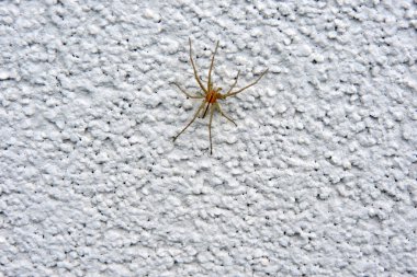 Beyaz bir duvarda ince bir yengeç örümceği