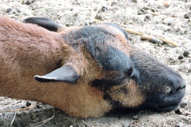 Uyuyan bir Kamerun Cücesinin portresi. 