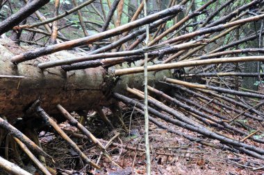 Kesilmiş ve çürüyen bir ağaç gövdesi, bir sürü dalı olan, kısmen yeşil yosun ile kaplı kabuk