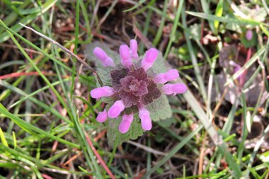 Kırmızı ölü ısırgan otu tomurcukları ve yaprakları