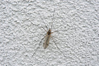 Beyaz bir duvarda oturan bir vinç sineği