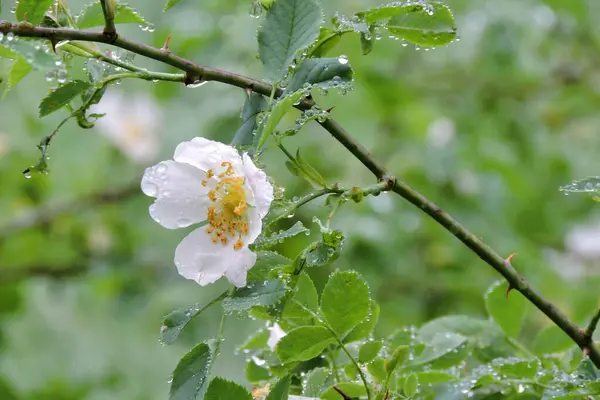 The field rose white flower and green leaves and some raindrops
