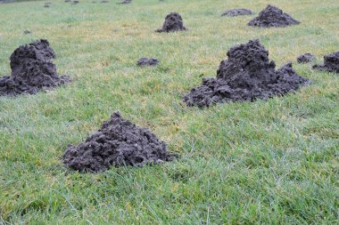 Bahçedeki çimenlikte bir sürü köstebek yuvası