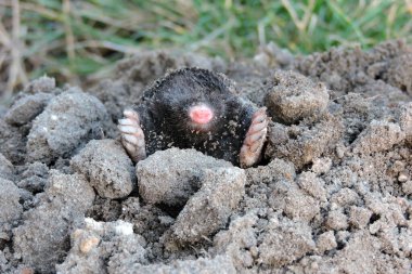 Bahçedeki bir köstebek yuvasından çıkan siyah bir Avrupalı köstebeğin portresi.