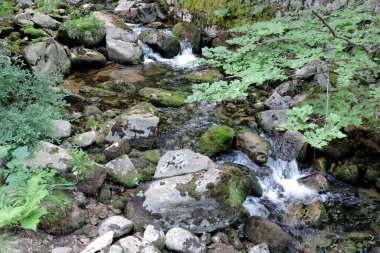 A view of a mountain river called Podgorna, some granite rocks covered with green moss in a stream in the forest in the Karkonosze Mountains in Poland
