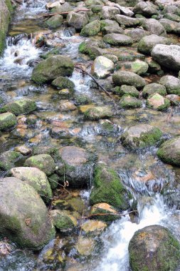 Podgorna adındaki bir dağ nehrinin manzarası, akarsu, Polonya 'daki Karkonosze Dağları' ndaki bir nehirde yeşil yosunlarla kaplanmış bazı granit kayalar. 