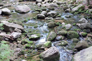 Podgorna adındaki bir dağ nehrinin manzarası, akarsu, Polonya 'daki Karkonosze Dağları' ndaki bir nehirde yeşil yosunlarla kaplanmış bazı granit kayalar. 