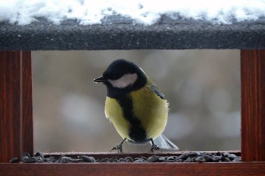 The male great tit sitting in a wooden bird feeder, some snow on the roof, wooden frame, blurred background