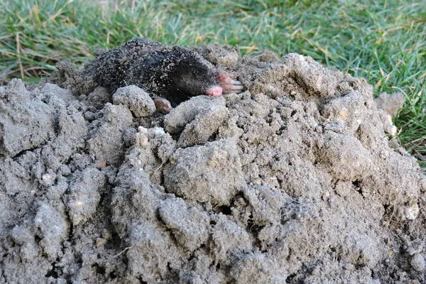 stock image A portrait of a black European mole on a molehill in the garden