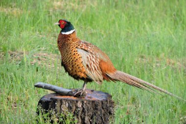 Erkek, halka boyunlu sülün, çayırın ortasında çatlamış bir kabukla ağaç kütüğünün üzerinde duruyor.