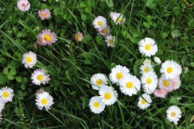 A close-up of clover, white common daisy flowers and white lawn daisy flowers with red tips growing in green grass clipart