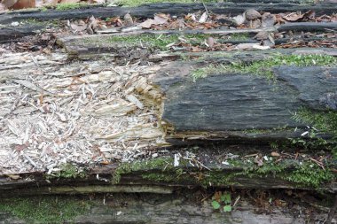  Kuru çürük bir ağaç gövdesi, biraz talaş, biraz da yerde çöp.