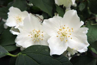 White  English dogwood flowers and green leaves in close-up clipart