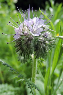 Lavender lacy phacelia flowers in close-up clipart