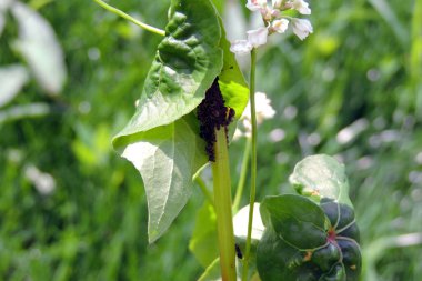 Black bean aphids and black ants on buckwheat stem and leaves clipart