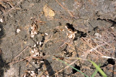 Yuvadaki siyah bahçe karıncaları tünellerden yumurta ve larva geçirmeye çalışıyorlar.