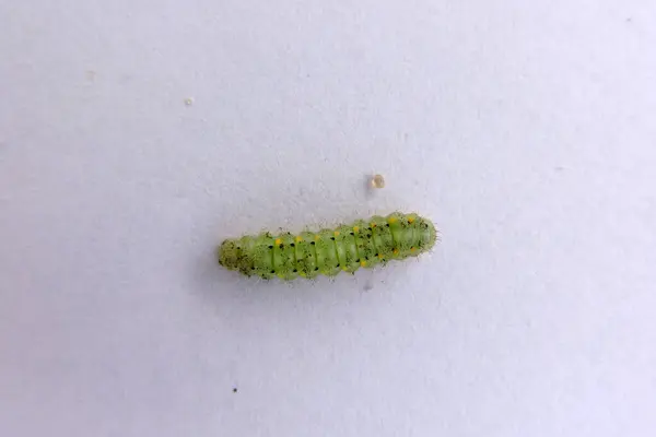 stock image A light green crepuscular burnet caterpillar with black and yellow spots on the sides of a body, white background