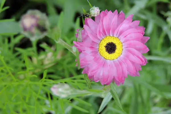 stock image A pink golden everlasting flower in close-up, green leaves in the background