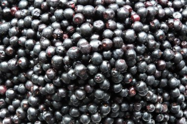 Taze taze aronya üzümleri yakın planda. 