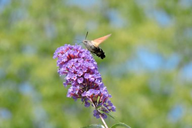 Havada süzülürken uzun hortumunu kullanarak mor Buda çiçeklerinin nektarıyla beslenen bir sinekkuşu güvesi.