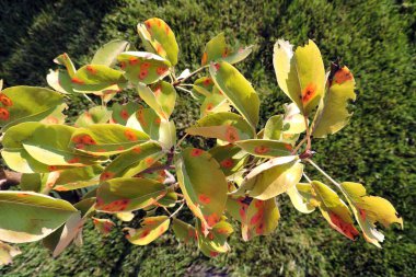 Pear leaves infected with pear rust, orange spots on pear leaves clipart