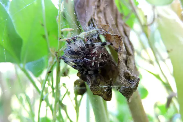 stock image A European garden spider on a dry leaf waiting for a prey