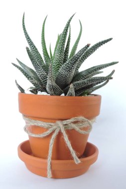 Haworthia Univers terracotta kil saksısında büyüyor, iple yapılmış bir fiyonk, bir saksı tepsisi, beyaz arkaplan