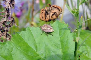 Yaban ördeği yapraklı yaban ördeği.