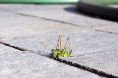 A green and brown bog bush cricket on grey paving stones, a sunny day clipart