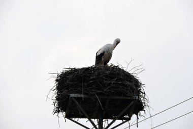 Tüylerini diken diken beyaz bir leyleğin portresi ve arka planda beyaz gökyüzü olan bir direğin üzerinde insan yapımı bir yuva platformunda duruyor.