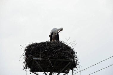 Tüylerini diken diken beyaz bir leyleğin portresi ve arka planda beyaz gökyüzü olan bir direğin üzerinde insan yapımı bir yuva platformunda duruyor.