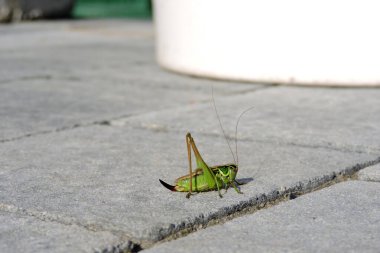 Gri kaldırım taşları üzerinde yeşil ve kahverengi bir bataklık cırcır böceği, güneşli bir gün