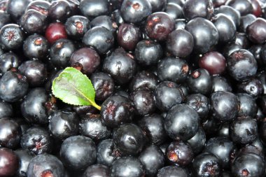 Yeşil yaprakla süslenmiş taze olgun Aronia üzümleri.