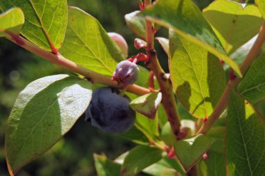 A close-up of ripe and unripe green northern highbush blueberry fruit and green leaves, blurred grass in the background, a sunny day clipart