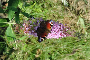 A peacock butterfly with open wings partially in the shadow, sucking up nectar from buddleia pink flowers clipart