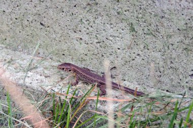 A wild sand lizard on a concrete block next to green grass clipart