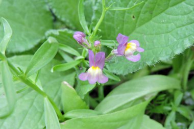 Fas mantarı çiçekleri yakın planda.