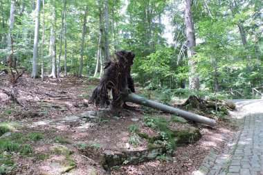 Ormanda devrilmiş bir ağaç.
