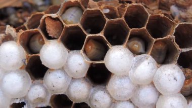 Yuvanın içindeki taraklarda Avrupa eşekarısı larvalarının yakın çekimi.