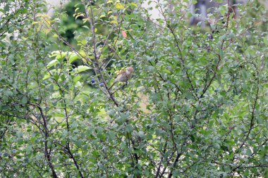 Siyah dikenli bir dalda oturan kahverengi, kırmızı sırtlı bir örümceğin portresi, bazı olgun mor-mavi yamaçlar
