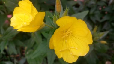 A close-up of yellow evening primrose flowers growing in the meadow clipart