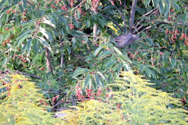 The song thrush sitting on a branch of a wild cherry with ripening round red and purple fruit clipart