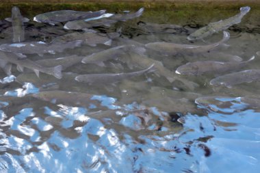 Balık havuzunda yüzen gökkuşağı alabalığı sürüsü, suyun yüzeyinde biraz dalgalanma