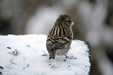 Alnında parlak kırmızı bir leke olan, kar altında bulanık arka planda duran bir kadının portresi.